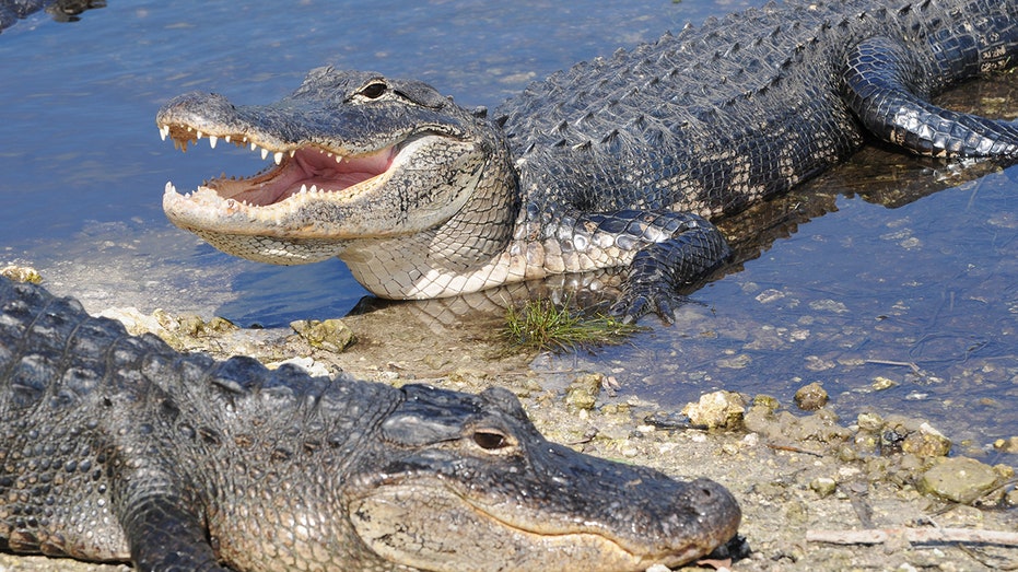 Boater scared off alligator, then used rope to stop bleeding after Florida woman lost arm