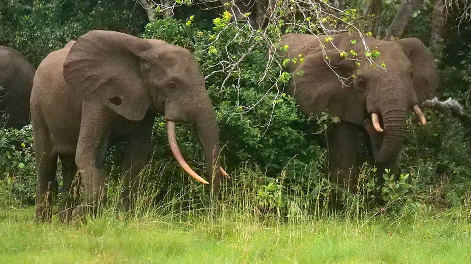 California millionaire trampled to death by elephants while on African hunting expedition