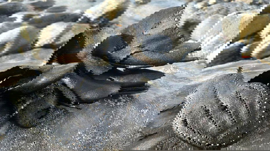 Hundreds of mysterious old shoes wash up on beach during cleanup, baffling officials