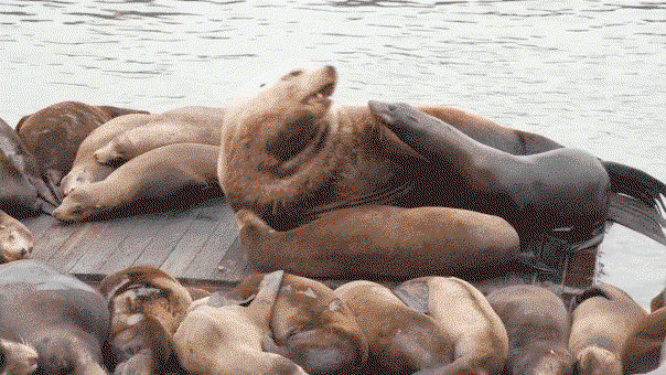 Massive 2,000-pound sea lion shocks tourists at iconic US hot spot: 'He's like a Volkswagen!'