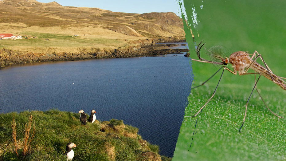 Popular travel destination loses mosquito-free status after insects spotted