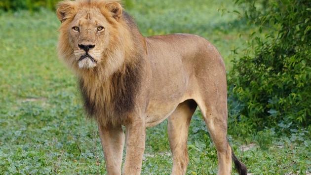 Your Guide to the Ultimate African Safari Experience